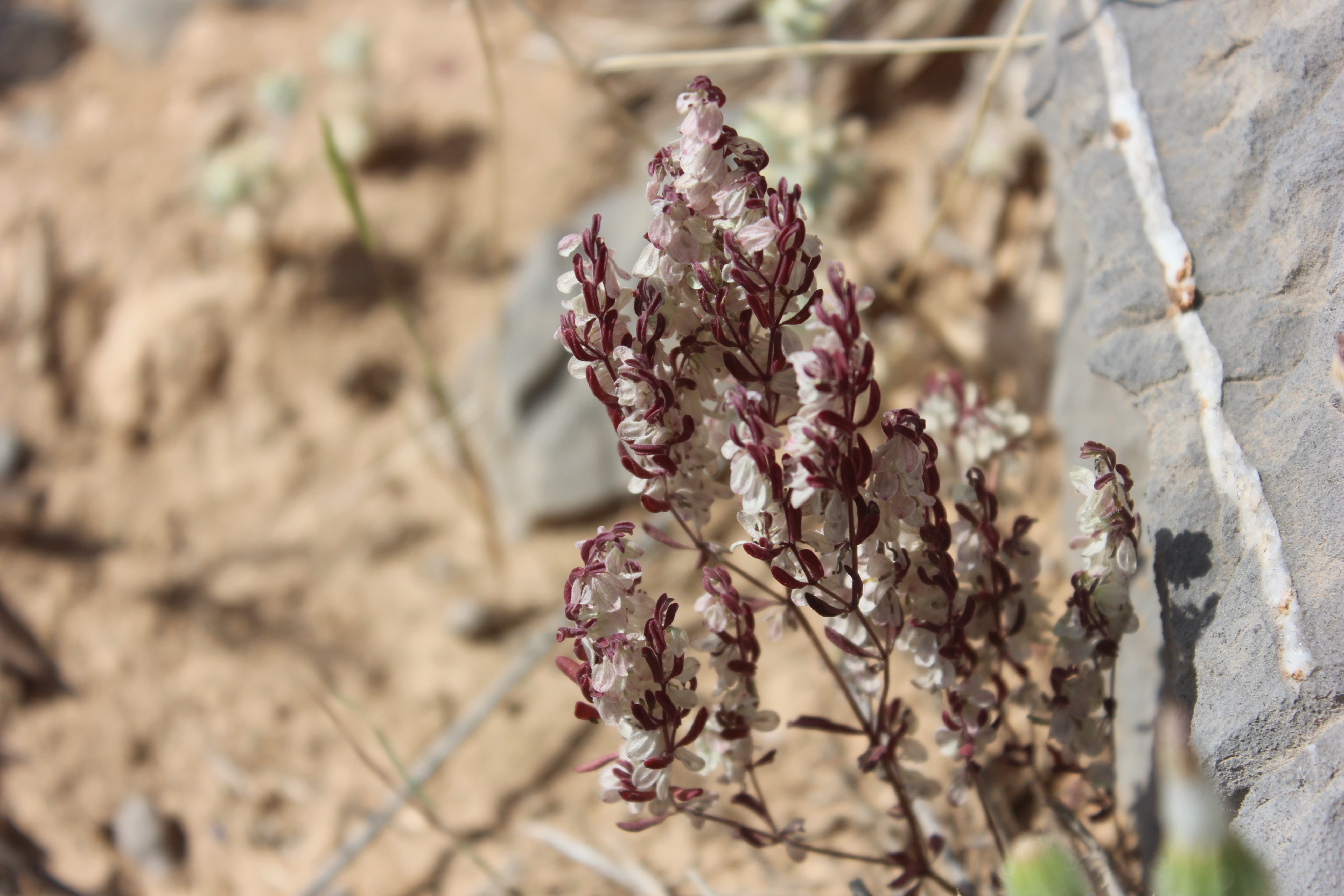 Plant Image